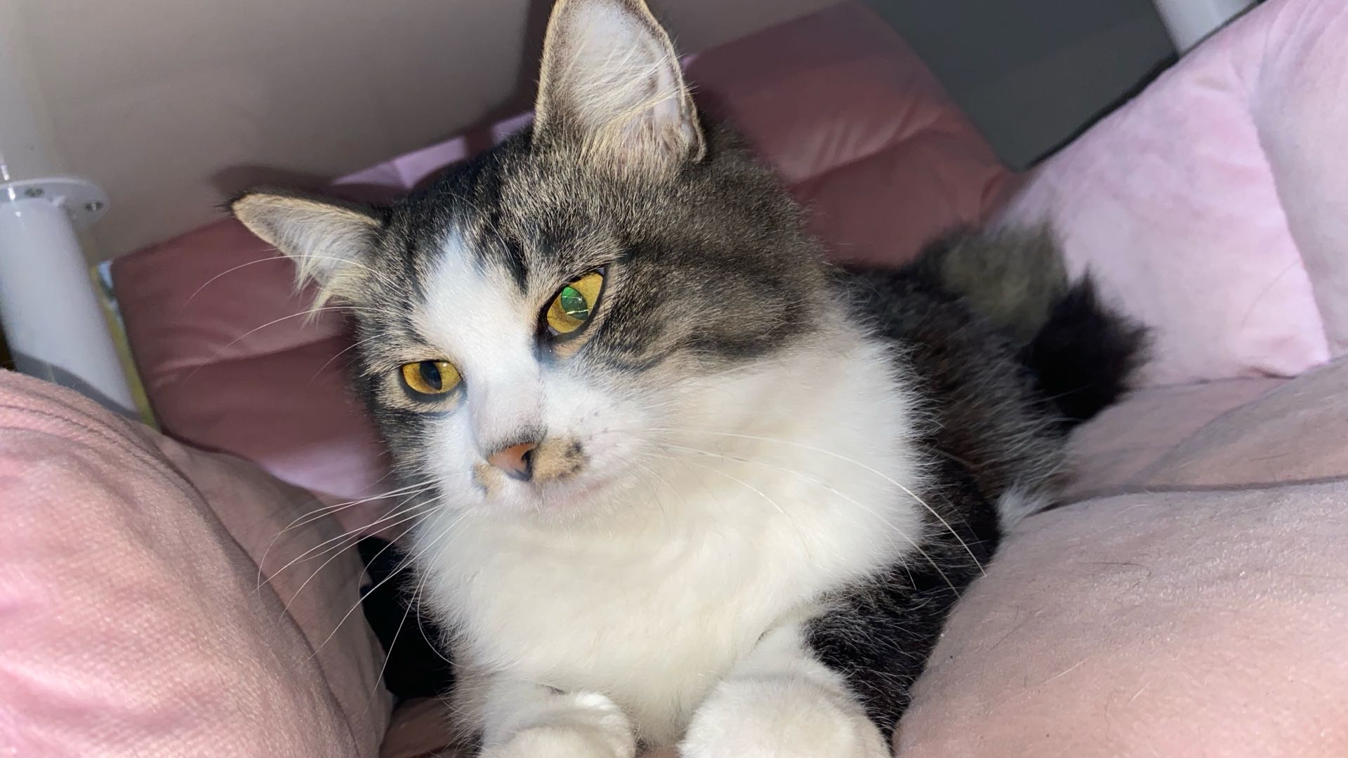 Meow from Vietnam — a real host you can meet on ChatAve
